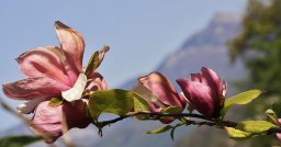 Magnolia